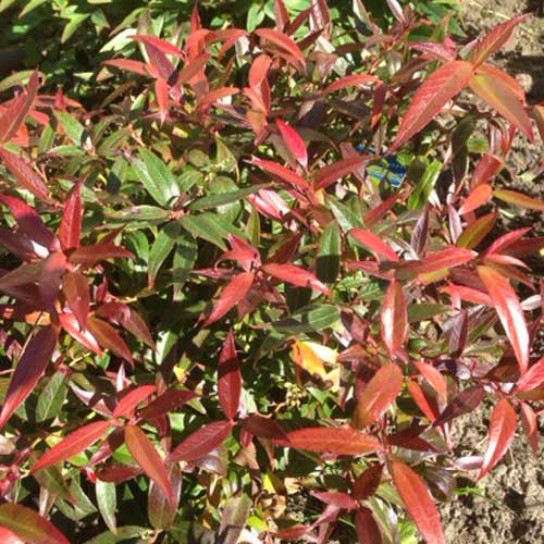 Leucothoe keiskei Burning Love