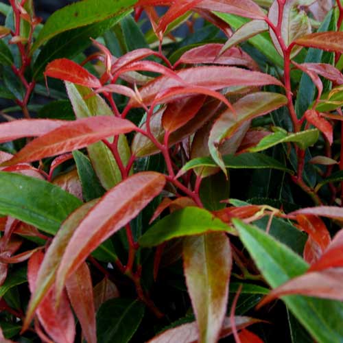 Leucothoe keiskei Burning Love