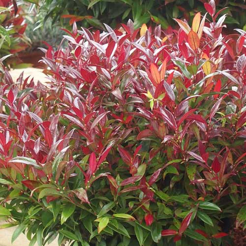 Leucothoe keiskei Burning Love