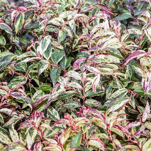 Leucothoe fontanesiana Rainbow