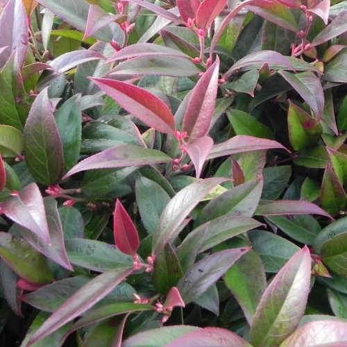 Leucothoe fontanesiana Zeblid (Scarletta)