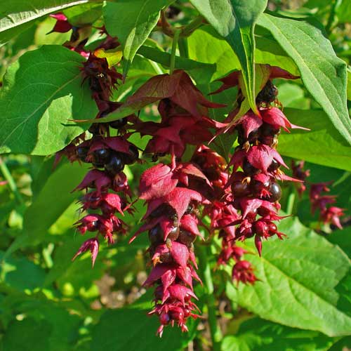 Leycesteria formosa