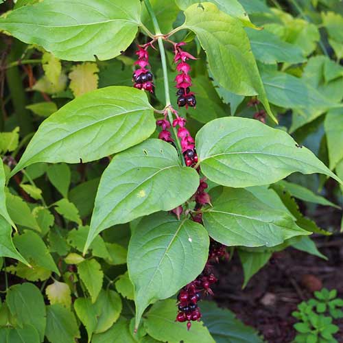 Leycesteria formosa