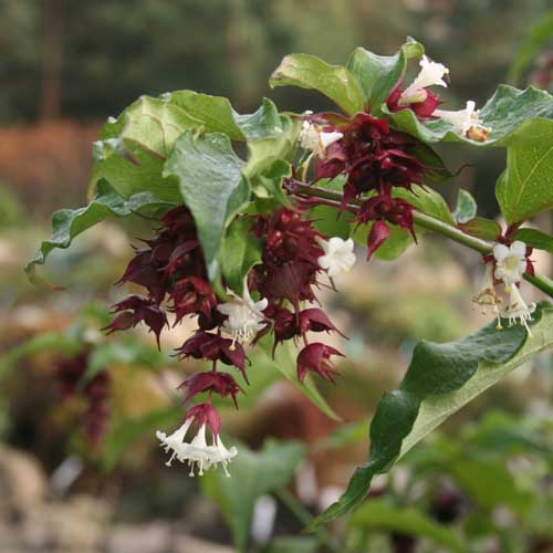 Leycesteria formosa