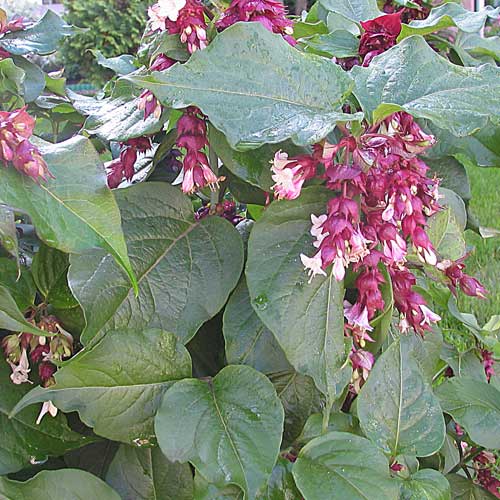 Leycesteria formosa