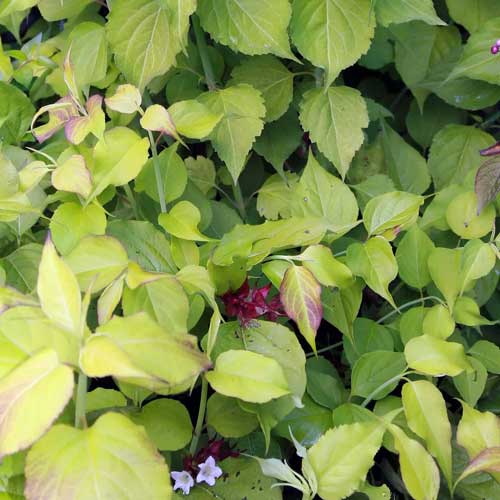 Leycesteria formosa Golden Lanterns