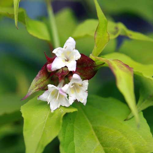 Leycesteria formosa Golden Lanterns