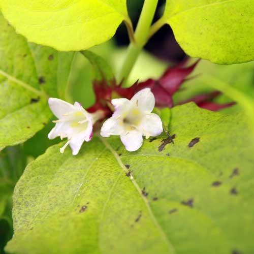 Leycesteria formosa Golden Lanterns