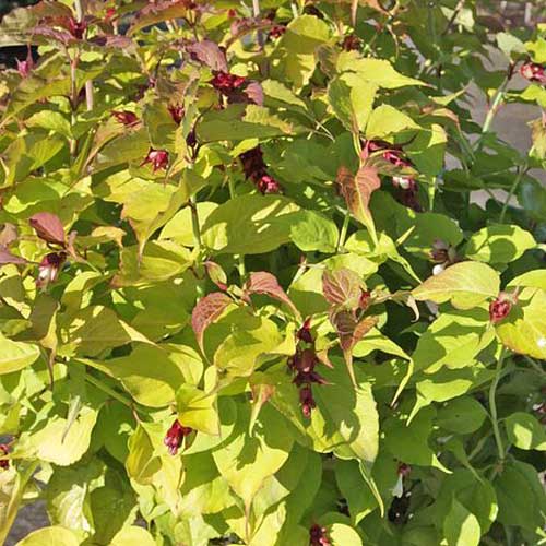 Leycesteria formosa Golden Lanterns