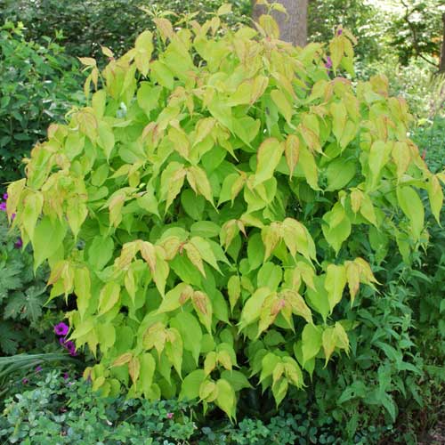 Leycesteria formosa Golden Lanterns