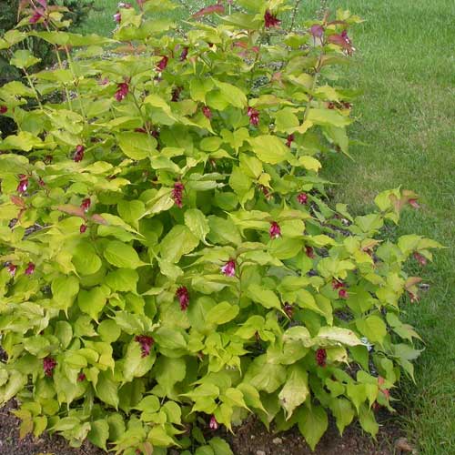 Leycesteria formosa Golden Lanterns