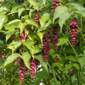 Leycesteria formosa - Future Forests