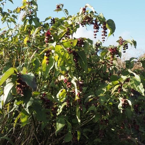 Leycesteria formosa - Future Forests