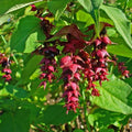 Leycesteria formosa Golden Lantern - Future Forests