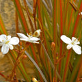 Libertia Sunset Strain - Future Forests