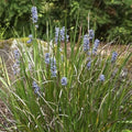 Libertia caerulescens - Future Forests