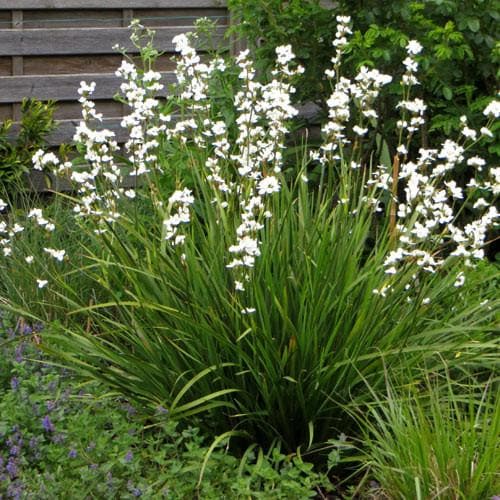 Libertia grandiflora - Future Forests