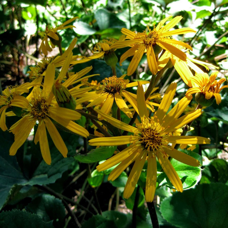 Ligularia dentata Othello