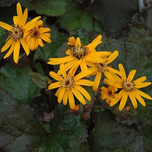 Ligularia dentata Othello