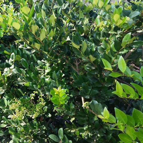 Ligustrum japonicum Texanum