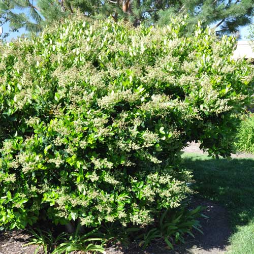 Ligustrum japonicum Texanum