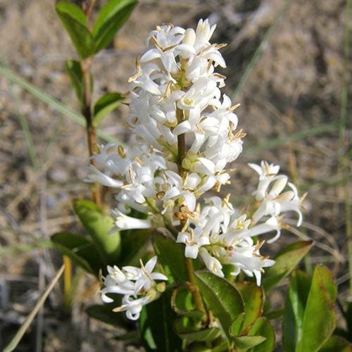 Ligustrum vulgare - Native privet