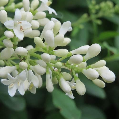 Ligustrum vulgare - Native privet