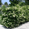 Ligustrum Japonicum - Japanese Privet - Future Forests