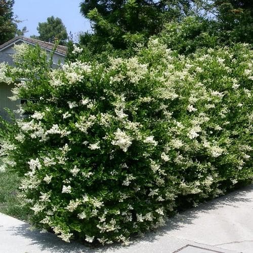 Ligustrum Japonicum - Japanese Privet Bareroot | 2ft / Not provided / Not provided