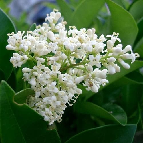 Ligustrum Japonicum - Japanese Privet - Future Forests