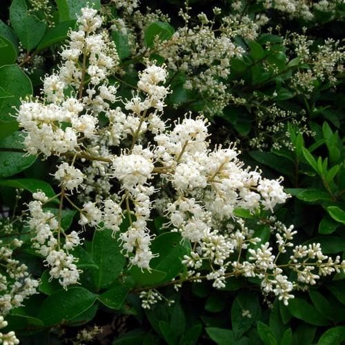 Ligustrum Japonicum - Japanese Privet - Future Forests