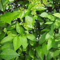 Ligustrum ovalifolium - Green Privet Bareroot / 2-3ft / Not provided