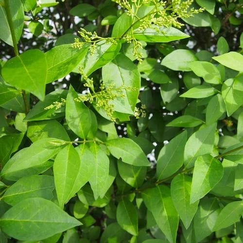 Ligustrum ovalifolium - Green Privet Bareroot / 2-3ft / Not provided