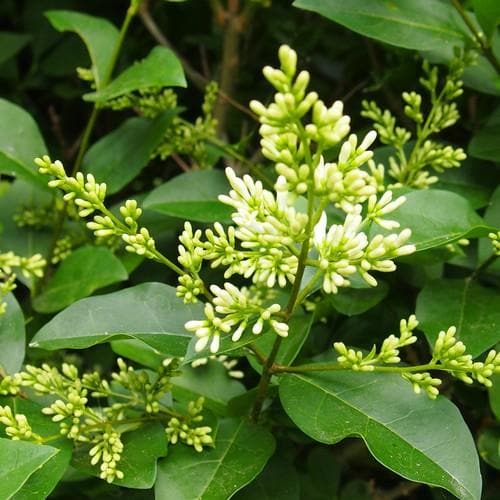 Ligustrum ovalifolium - Green Privet - Future Forests