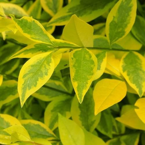 Ligustrum ovalifolium aureum - Golden Privet - Future Forests