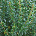 Ligustrum sinense Wimbei - Future Forests