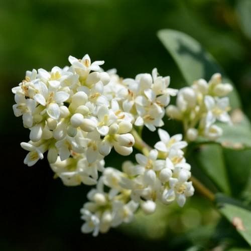 Ligustrum vulgare - Native privet - Future Forests