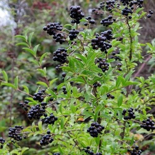 Ligustrum vulgare - Native privet - Future Forests