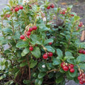 Lingonberry Koralle Pot | 1L