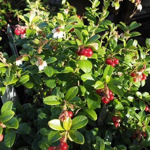 Lingonberry Little Miss Cherry - Future Forests