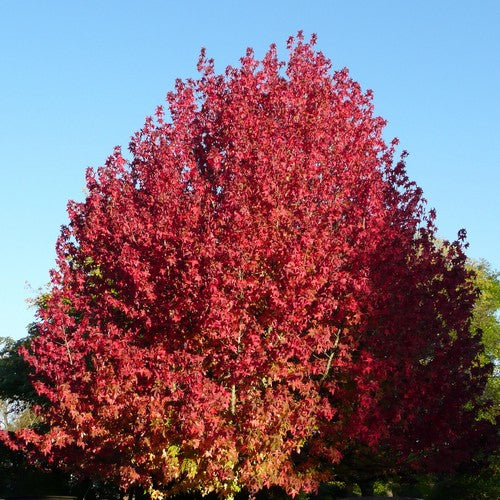 Liquidambar styraciflua Lane Roberts