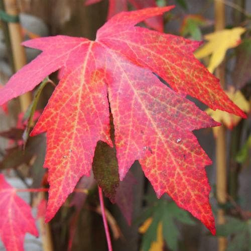 Liquidambar styraciflua Worplesdon - Future Forests