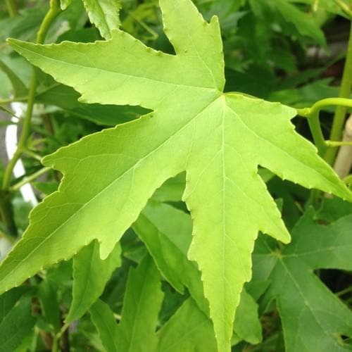 Liquidambar styraciflua Worplesdon - Future Forests