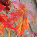 Liquidambar styraciflua 9cm Pot