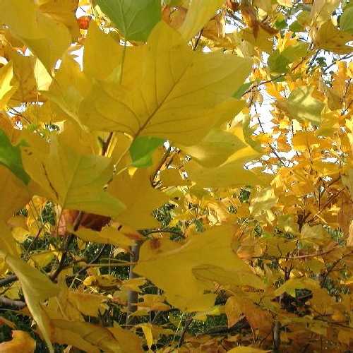 Liriodendron tulipifera Fastigata - Columnar Tulip Tree - Future Forests