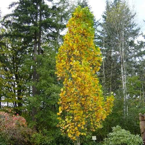 Liriodendron tulipifera Fastigata - Columnar Tulip Tree - Future Forests