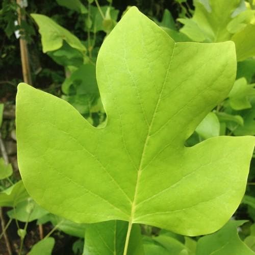 Liriodendron tulipifera - Tulip Tree - Future Forests