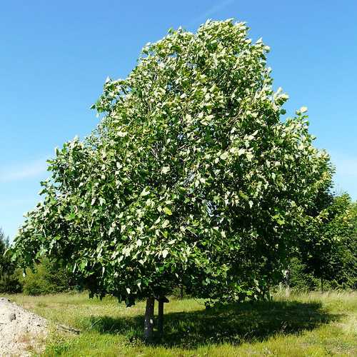 Liriodendron tulipifera - Tulip Tree - Future Forests