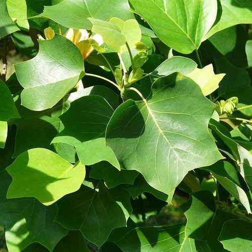 Liriodendron tulipifera - Tulip Tree - Future Forests