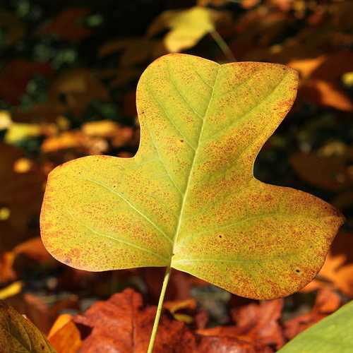 Liriodendron tulipifera - Tulip Tree - Future Forests